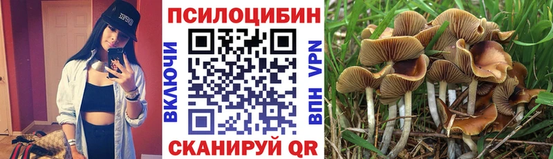 Псилоцибиновые грибы Psilocybe  Пыталово 